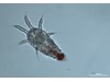 Photo of Copepoda: larval stages